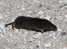 Northern Short-tailed Shrew